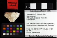 Foto (Objket + Etiketten) von Decapoda indet. 